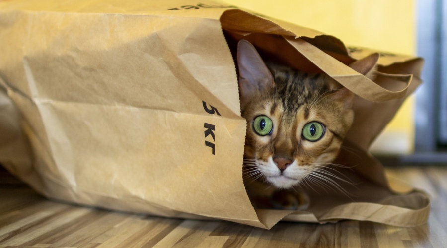 cat-4075772_1920