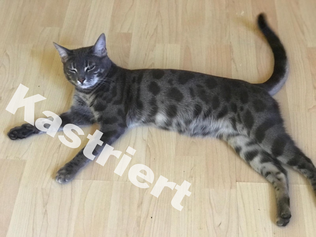 Elmo_Kastriert