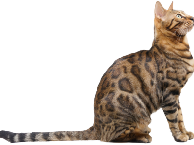 kitten2