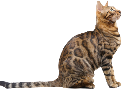 kitten2